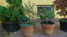 Mesteacan negru & Arbore magic persan