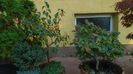Mesteacan negru & Arbore magic persan