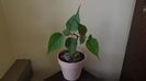 Ficus religiosa