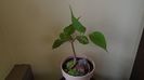 Ficus religiosa