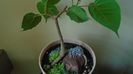 Ficus religiosa