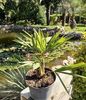 palmier Trachycarpus
