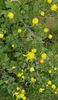 Din nou crizanteme-stelute galbene