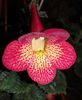 Smithiantha XA. Northwoods Sumburst