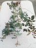 trandafiri 2-3 ani vedeti si album Plante trimise