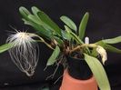 Bulbophyllum medusae