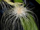 Bulbophyllum medusae