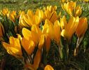 Crocusi