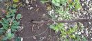 Jasminum nudiflorum