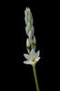 3Ornithogalum fimbrimarginatum F. M. Leighton