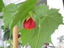 Abutilon (20) 70cm rez fl