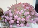 Sedum sieboldii toamna-planta mama
