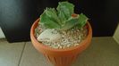 Agave isthmensis f. monstrose
