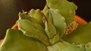 Agave isthmensis f. monstrose