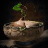 Mark Follon - Dioscorea sylvatica