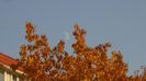 Luna in crestere in Pesti