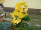 Ginkgo biloba