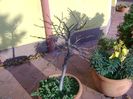Liquidambar styraciflua
