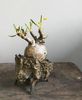 Pachypodium rosulatum v. gracilius