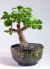 Plectranthus ernstii