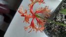 Schizopetalus