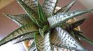 Haworthia limifolia cv. "Silver skin"