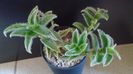 Cyanotis (Tradescantia) somaliensis