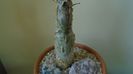 Sesamothamnus lugardii, Africa de Sud si Namibia