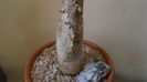 Sesamothamnus lugardii, Africa de Sud si Namibia