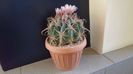 Ferocactus latispinus