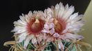 Ferocactus latispinus