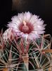 Ferocactus latispinus