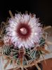 Ferocactus latispinus