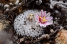 Mammillaria breviplumosa