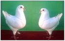 kingi albii 4