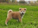 Akita Inu