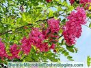 acacia-rose-bright-bloom-pink