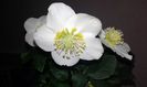 Trandafirul Crăciunului -.Spânzul- Helleborus niger - Christmas Caroljpg(1)