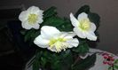 Trandafirul Crăciunului -.Spânzul- Helleborus niger - Christmas Caroljpg(3)