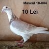 Mascul 18-004