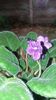 IMG-20201105-WA0019