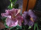 P1470334