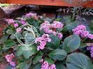 bergenia2