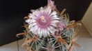 Ferocactus latispinus