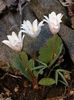 Sanguinaria canadensis