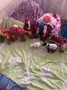 IMG-20201210-WA0003