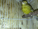 canari lizard