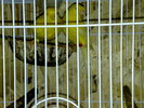 canari 2010 051