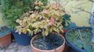 Parrotia persica
