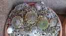 19. dec.- Orostachys spinosa
